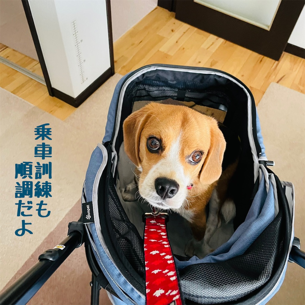 f:id:hachinohige:20210918171842j:image