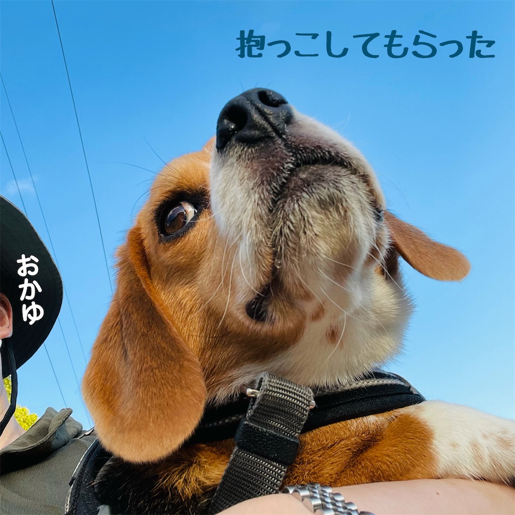 f:id:hachinohige:20210929174249j:image