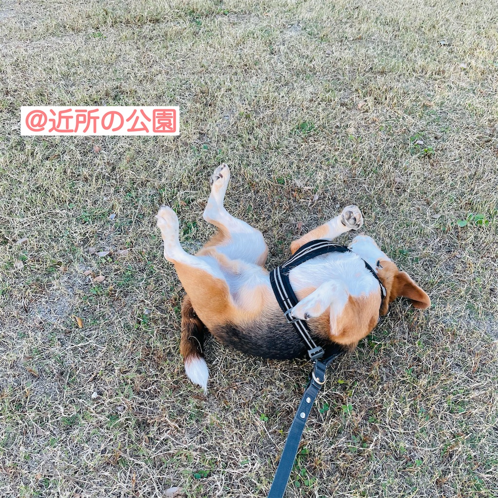 f:id:hachinohige:20211031145357j:image