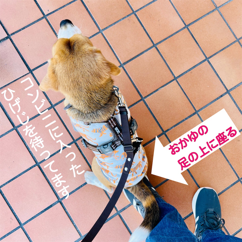 f:id:hachinohige:20220101175849j:image