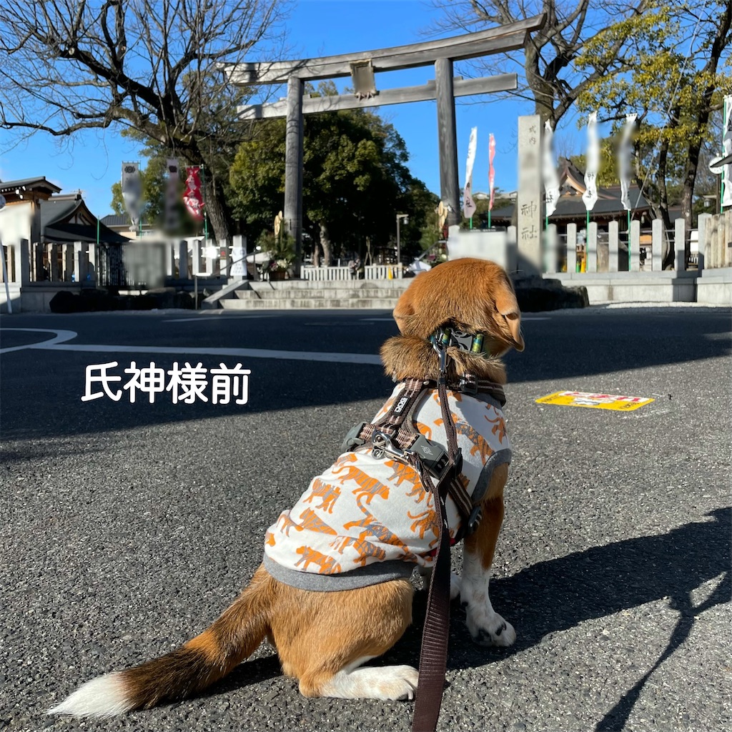 f:id:hachinohige:20220101180109j:image