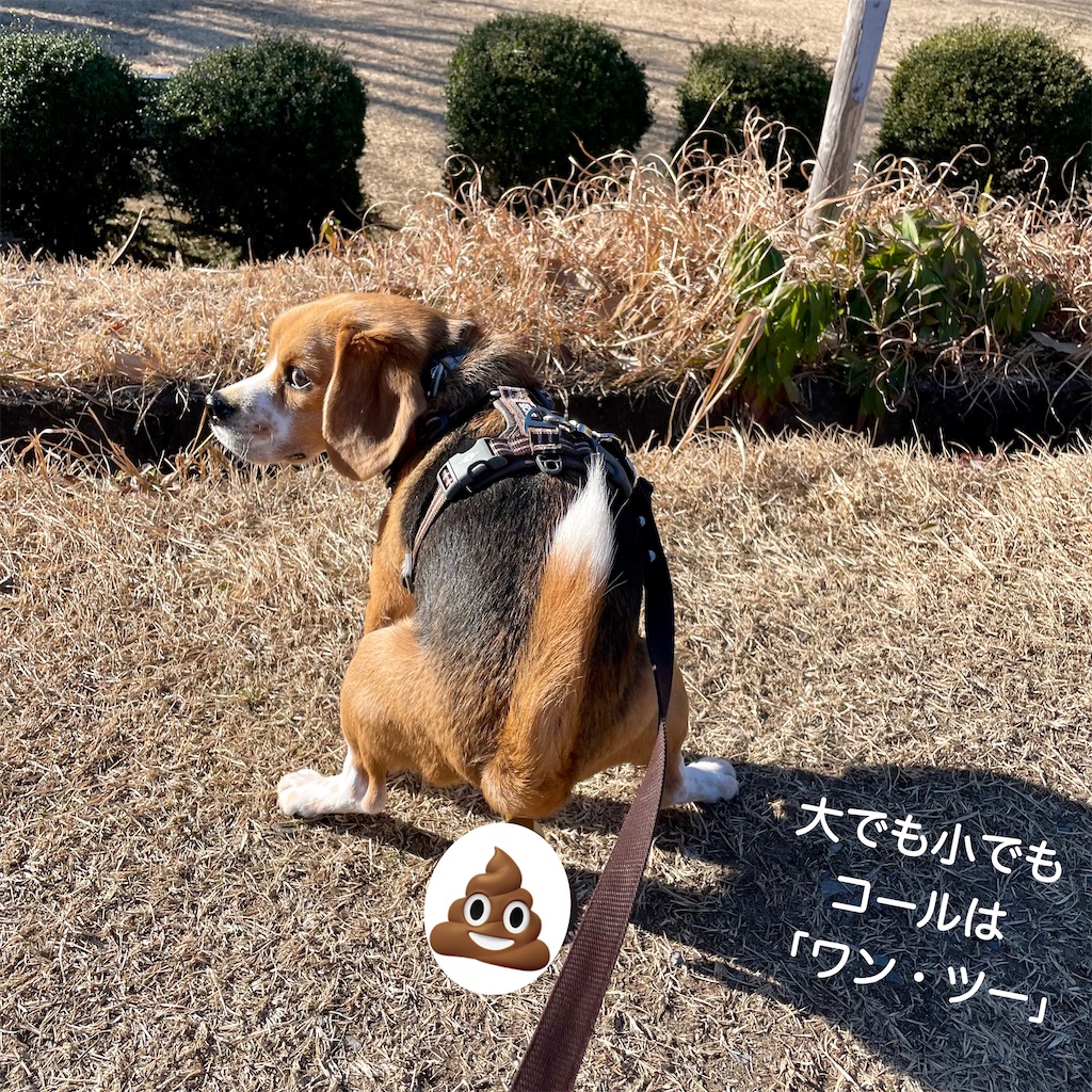 f:id:hachinohige:20220122180821j:image f:id:hachinohige:20220122180821j:image