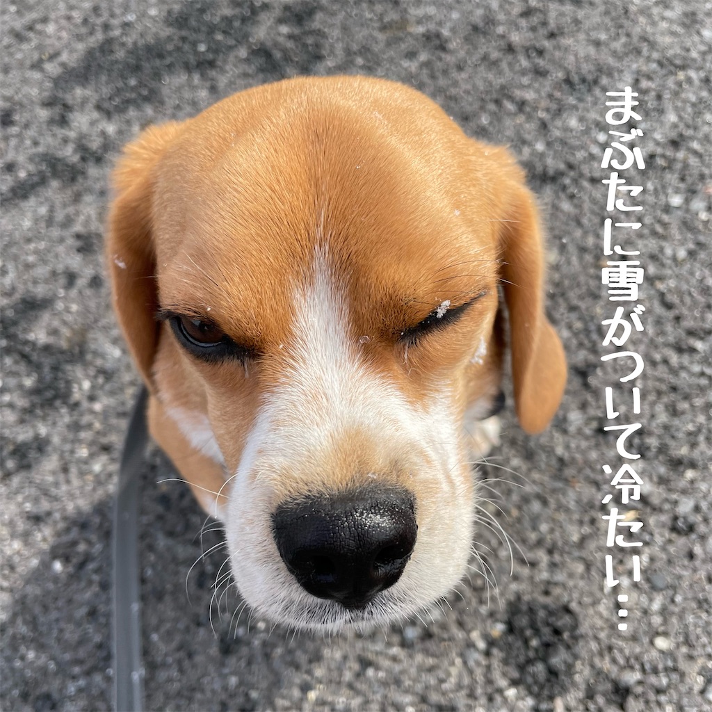 f:id:hachinohige:20220205180001j:image