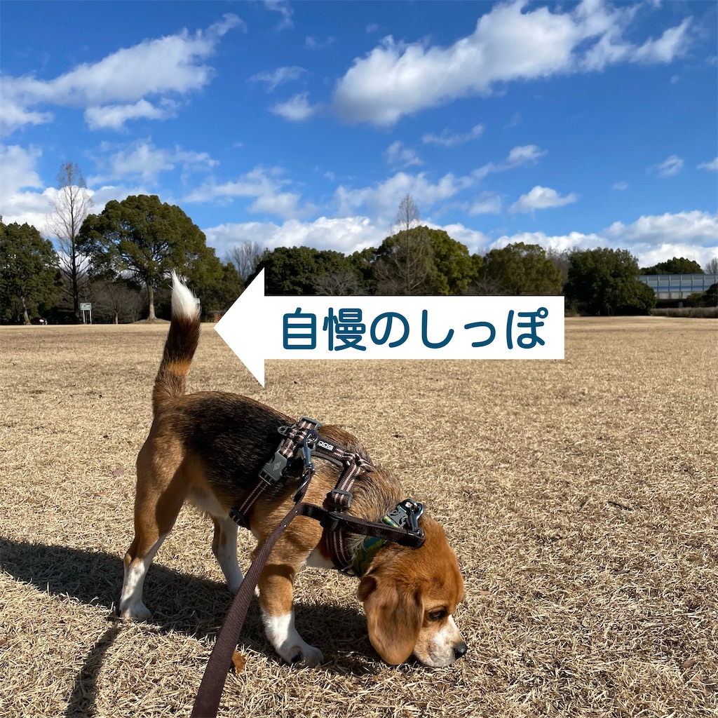 f:id:hachinohige:20220207180807j:image