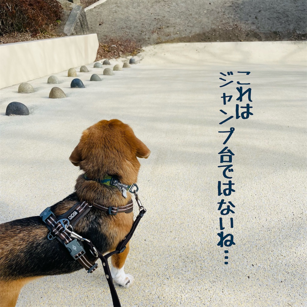 f:id:hachinohige:20220214175618j:image