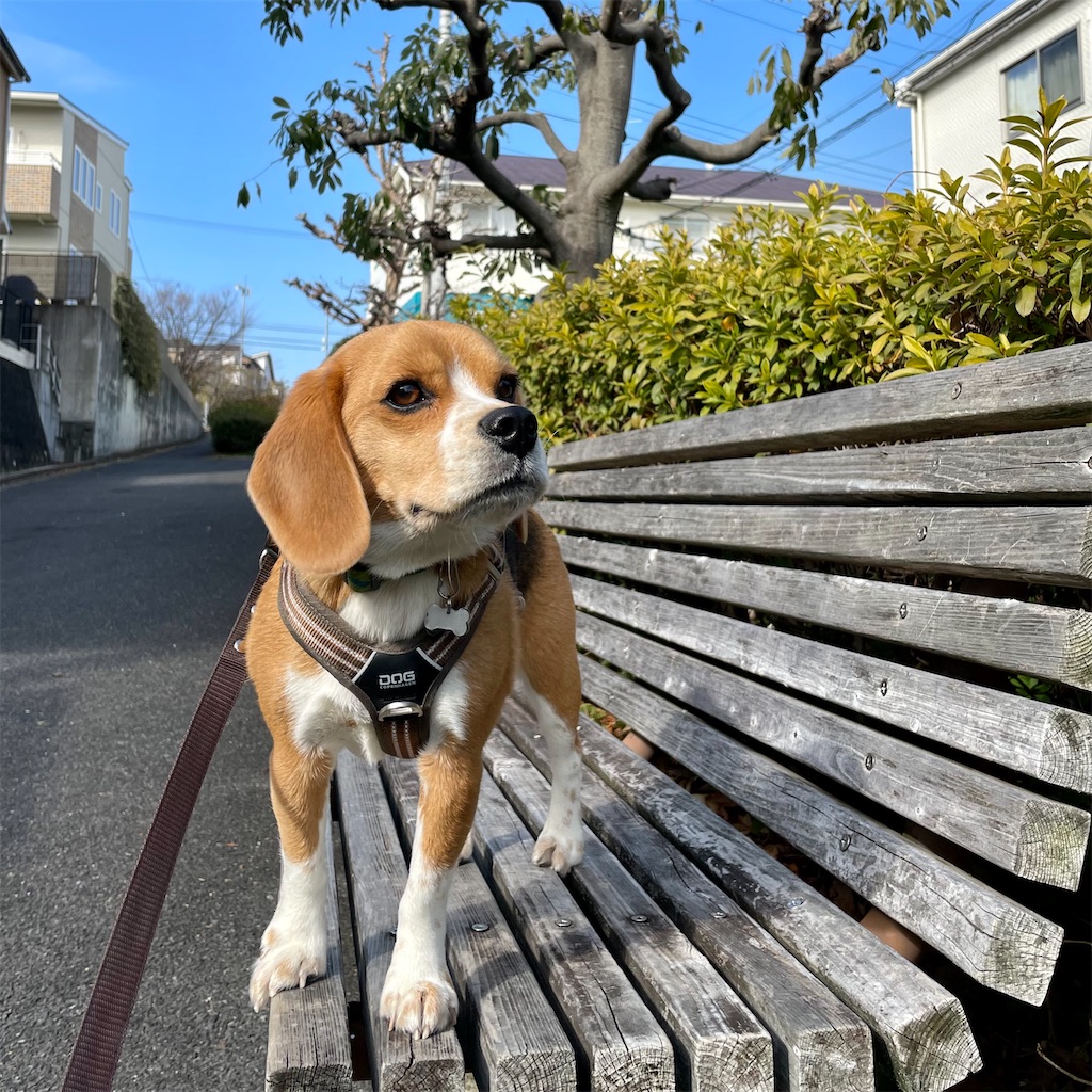 f:id:hachinohige:20220214175649j:image