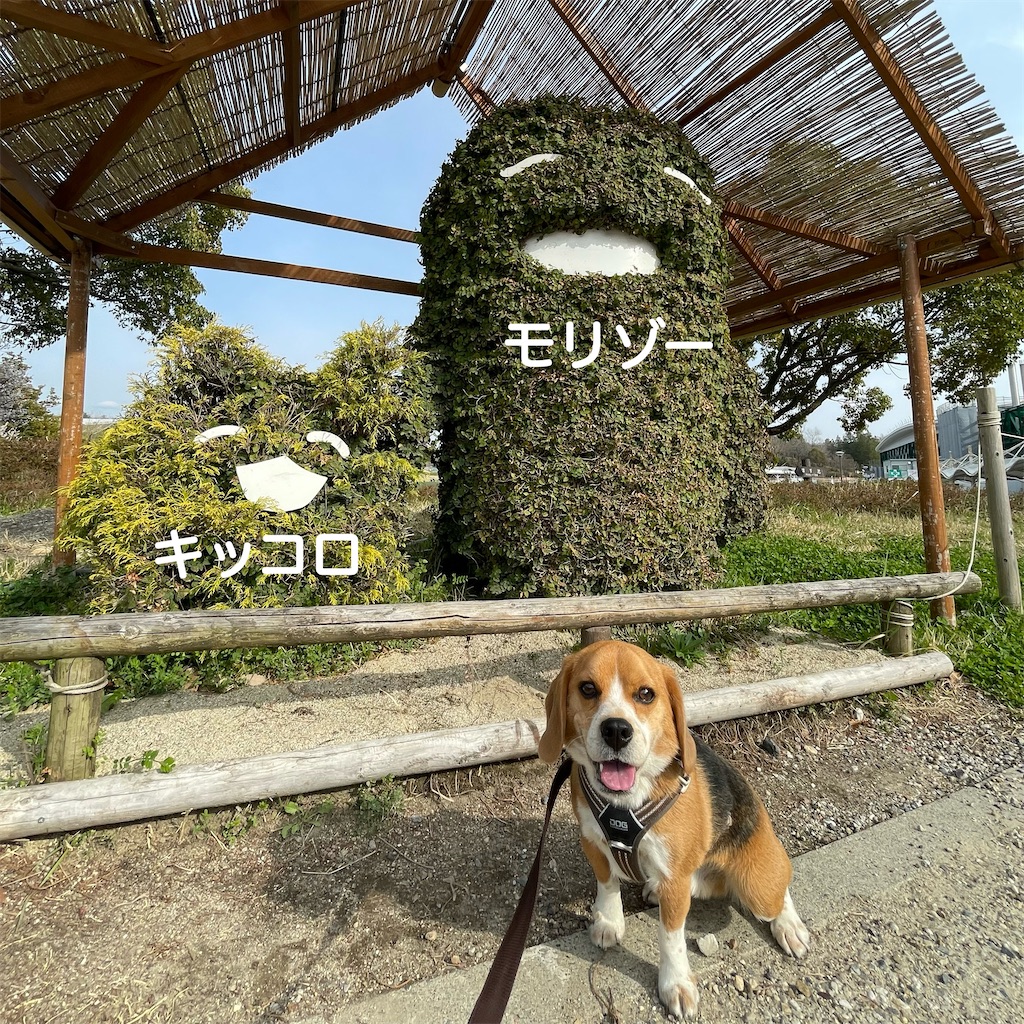 変わるモリコロパーク ビーグル犬エイトのお散歩日記 変わるモリコロパーク ビーグル犬エイトのお散歩日記