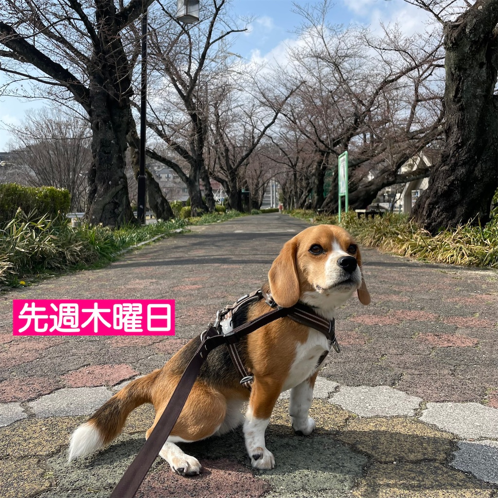 f:id:hachinohige:20220328200440j:image
