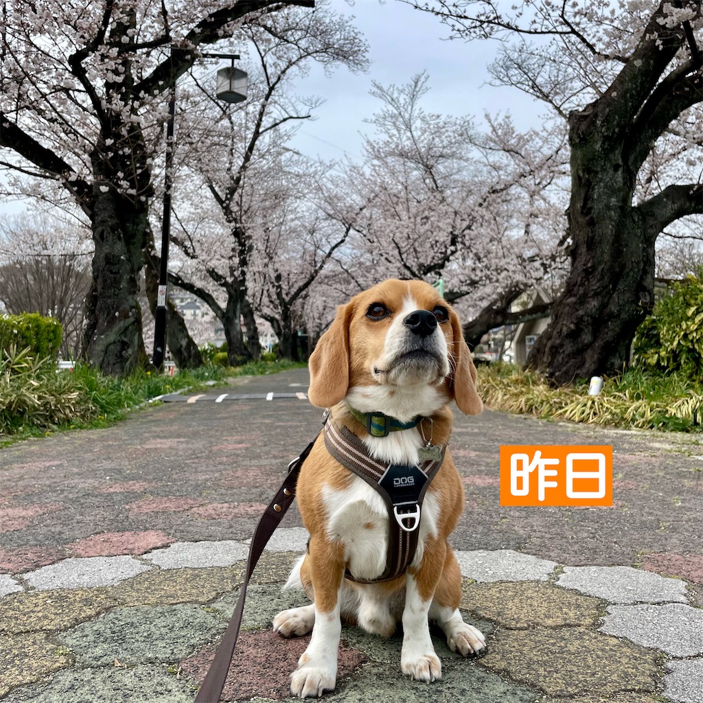 f:id:hachinohige:20220328201821j:image