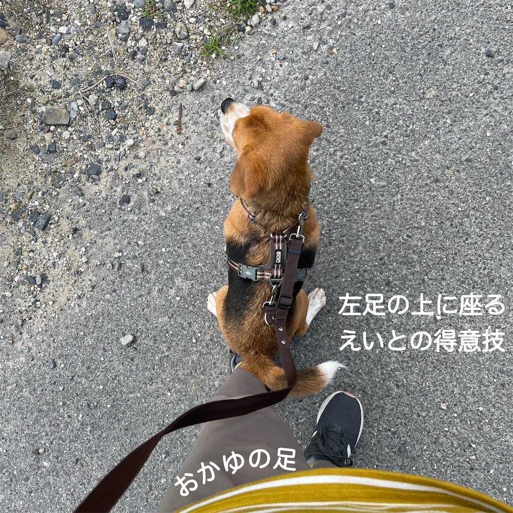 要求キュー ビーグル犬エイトのお散歩日記