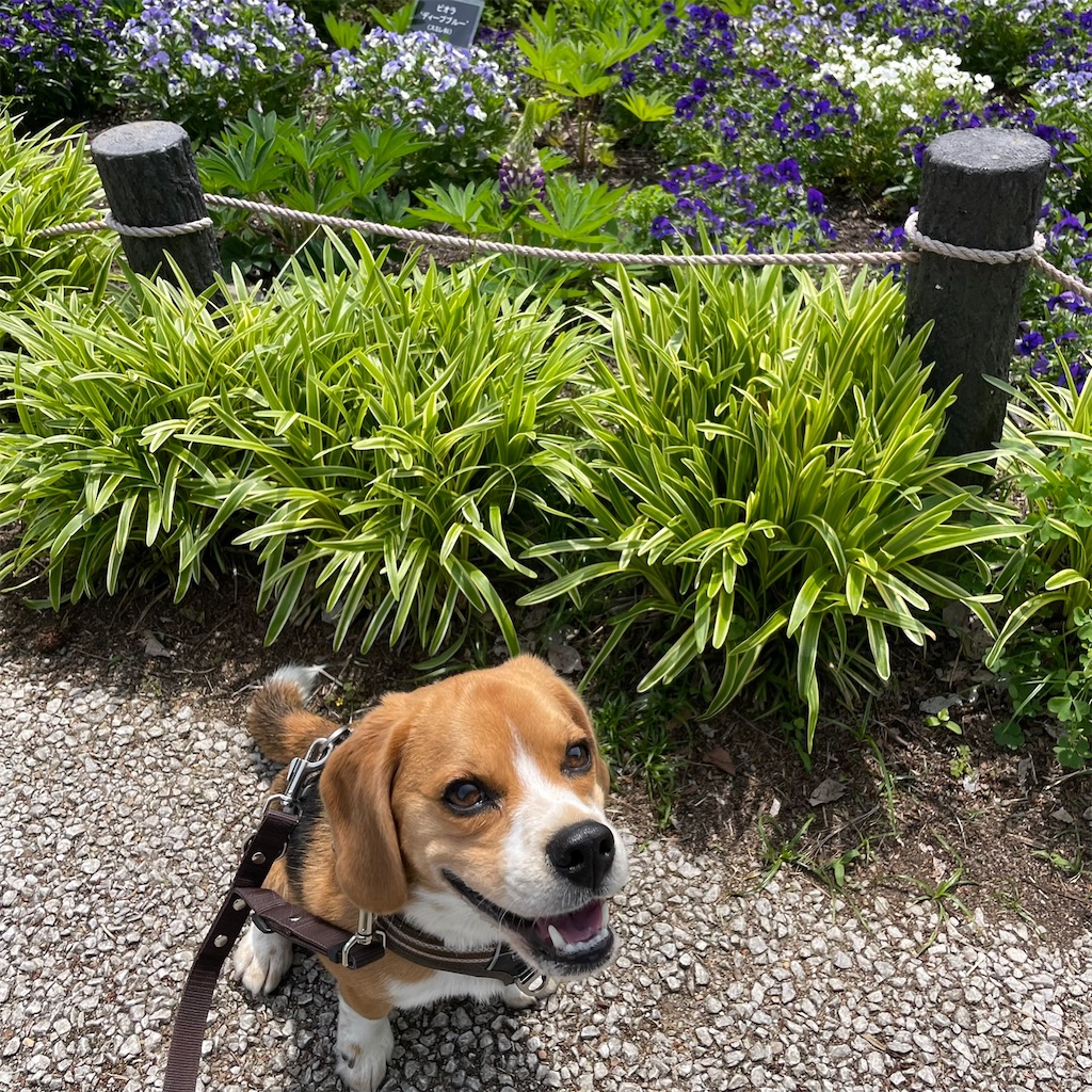 完成 - ビーグル犬エイトのお散歩日記