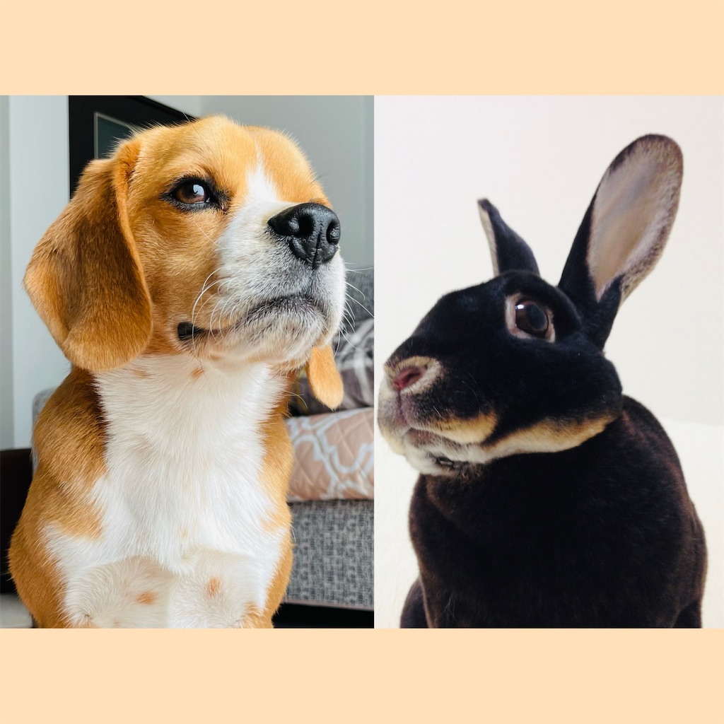 完成 - ビーグル犬エイトのお散歩日記