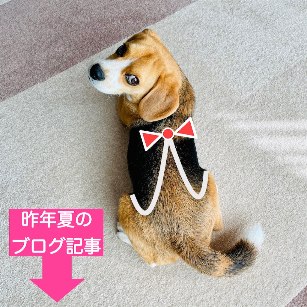 f:id:hachinohige:20220610185817j:image