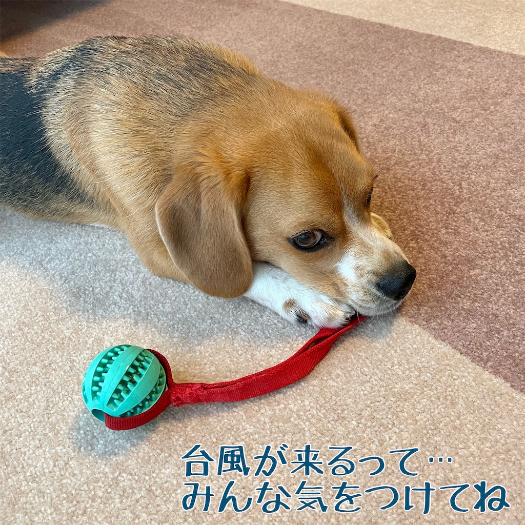 f:id:hachinohige:20220704180245j:image