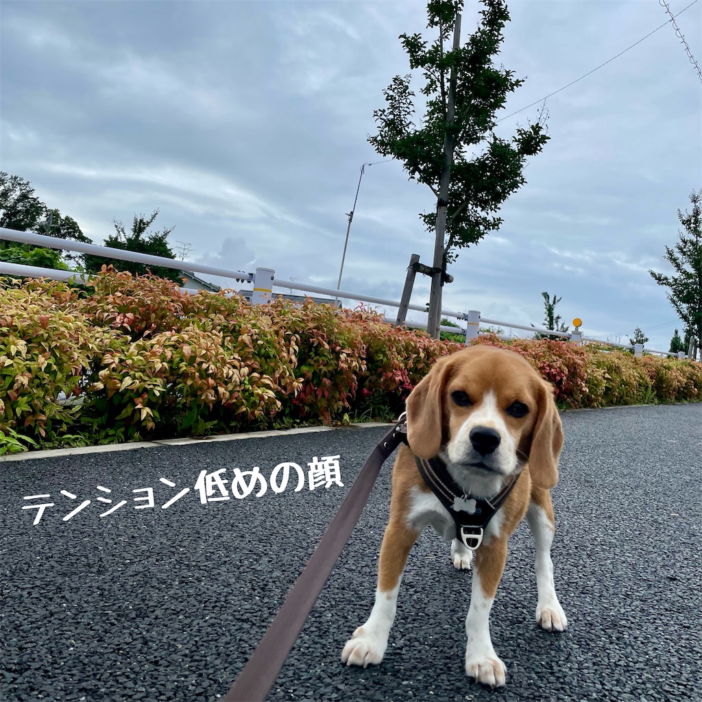 f:id:hachinohige:20220704180348j:image
