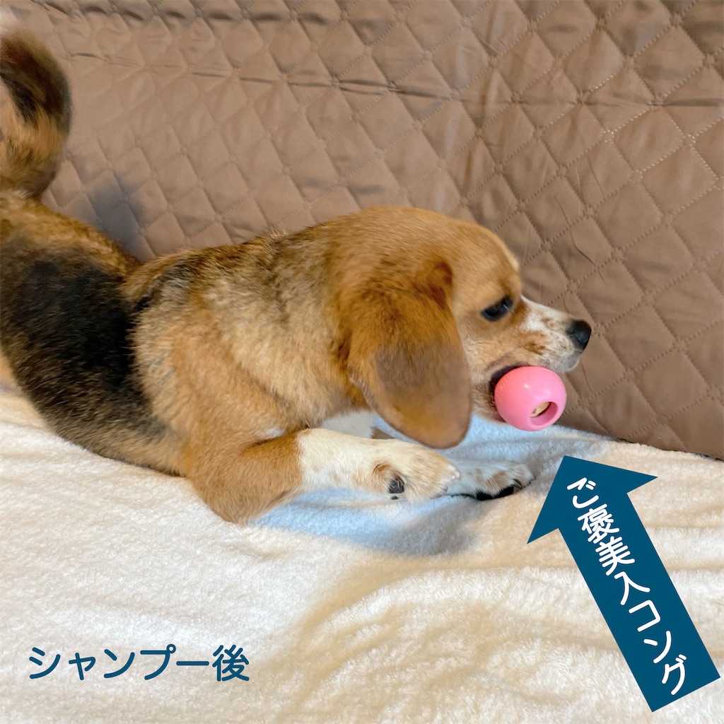 f:id:hachinohige:20221101163318j:image