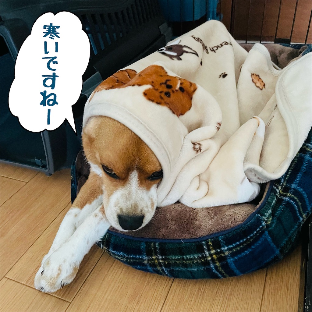 f:id:hachinohige:20221229205010j:image f:id:hachinohige:20221229205010j:image