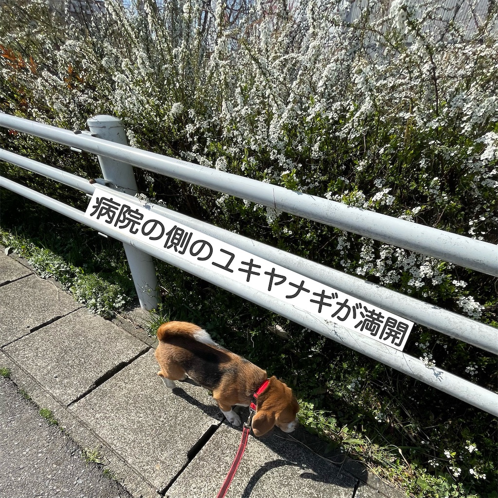 f:id:hachinohige:20230315162849j:image