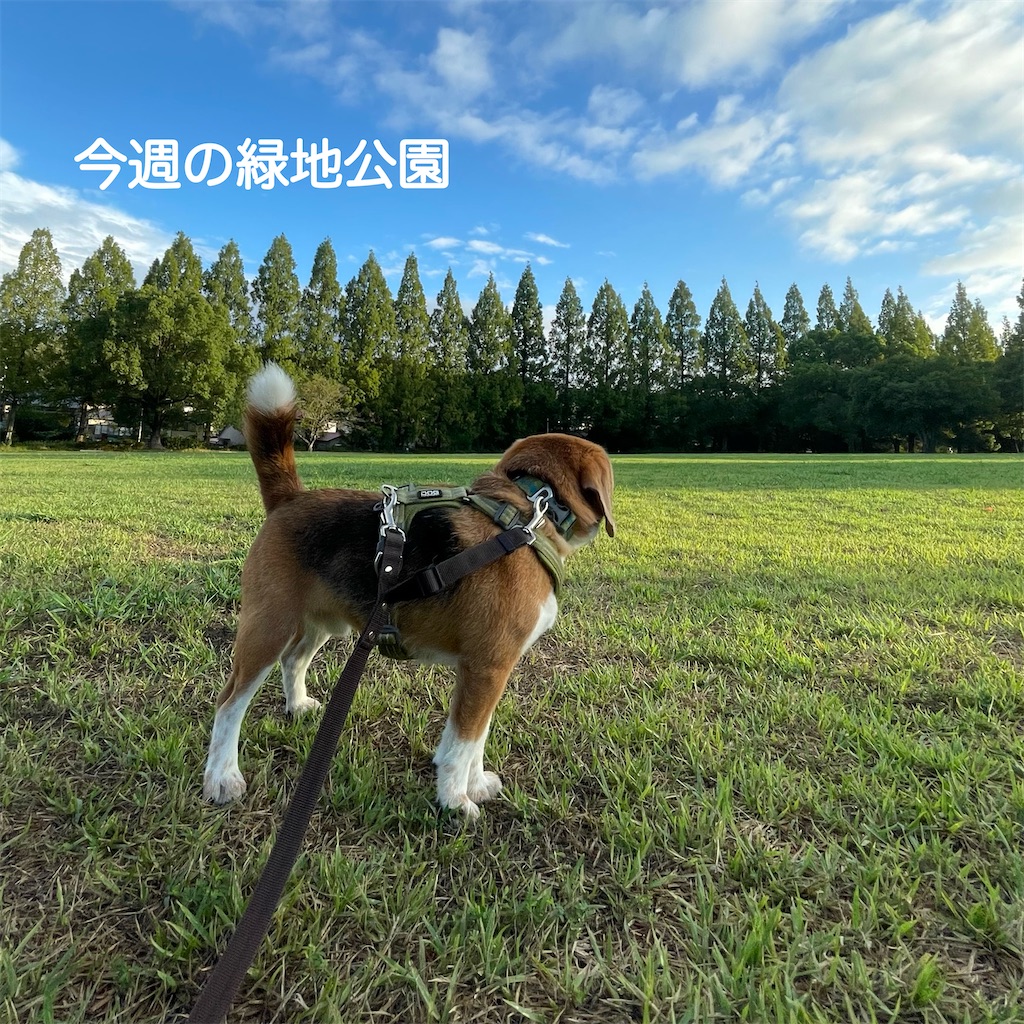 f:id:hachinohige:20230819211426j:image