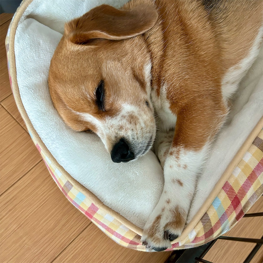 f:id:hachinohige:20240528181131j:image