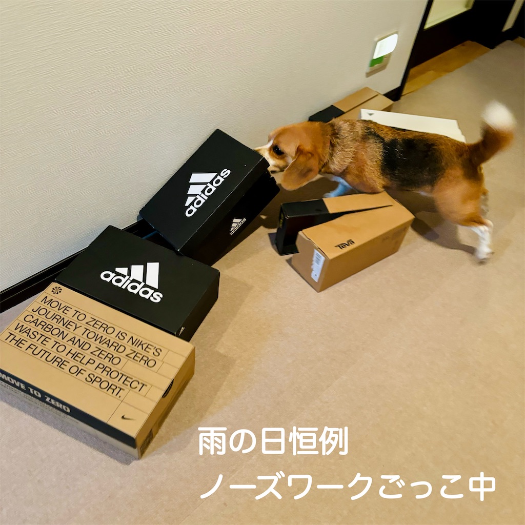 f:id:hachinohige:20240528181602j:image