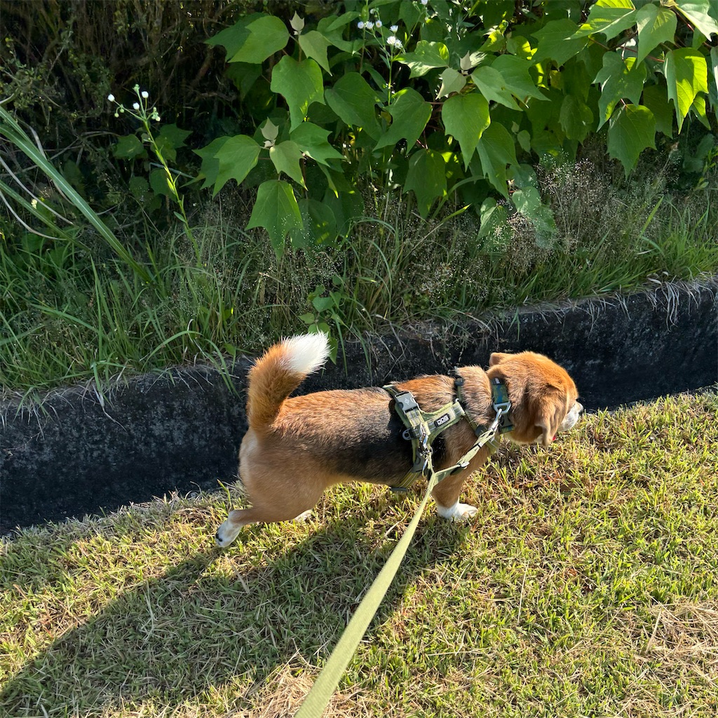 f:id:hachinohige:20240611200534j:image