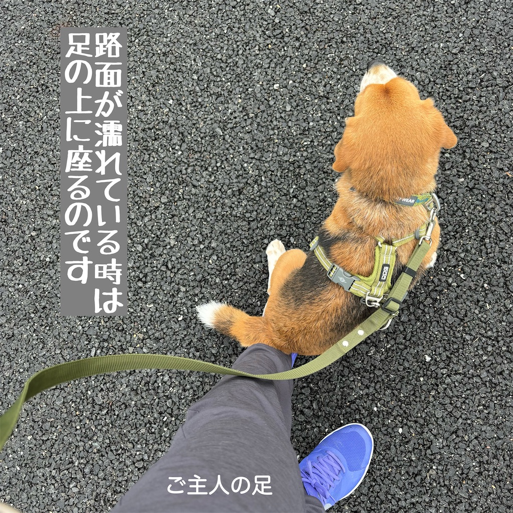 f:id:hachinohige:20240623162925j:image