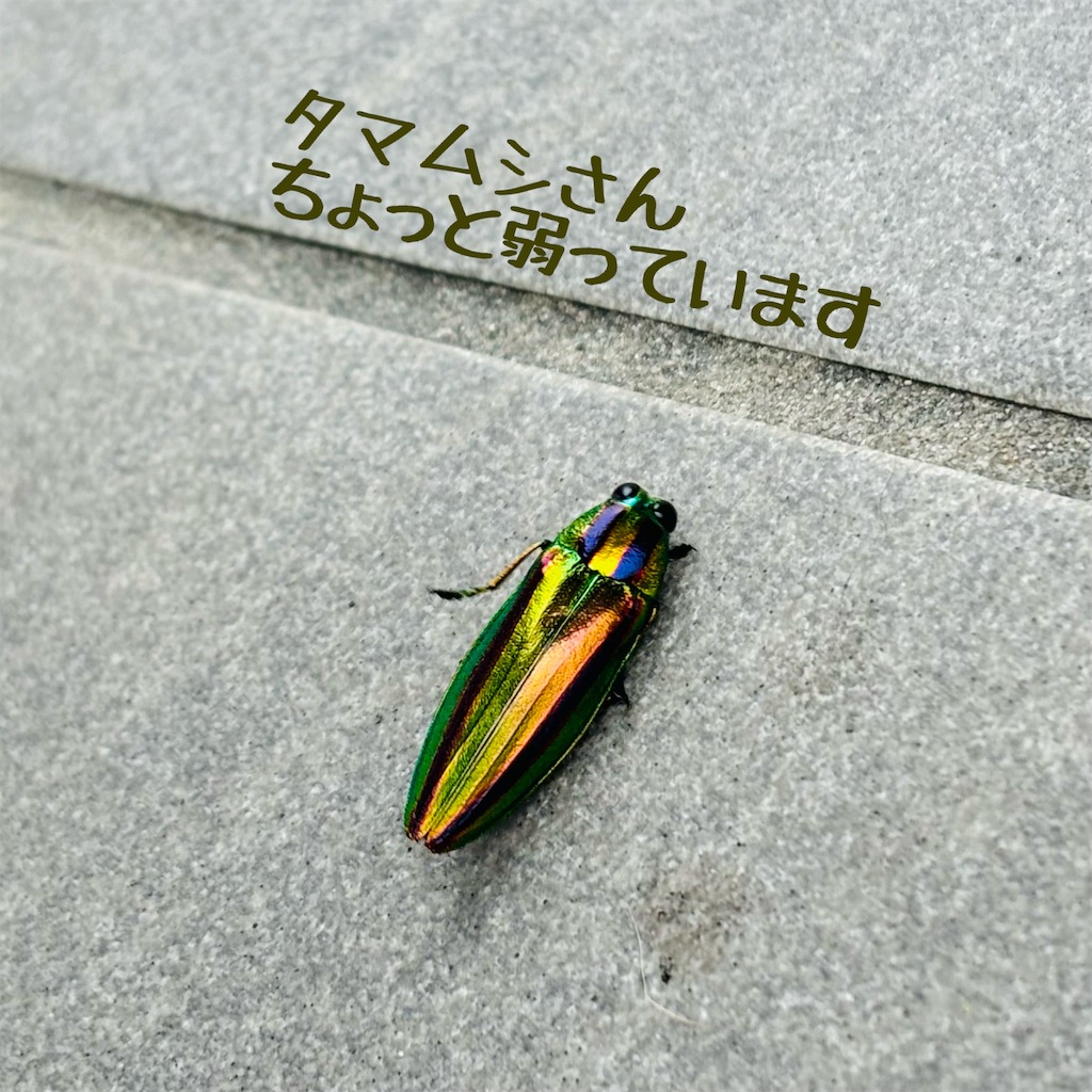 f:id:hachinohige:20240623163556j:image