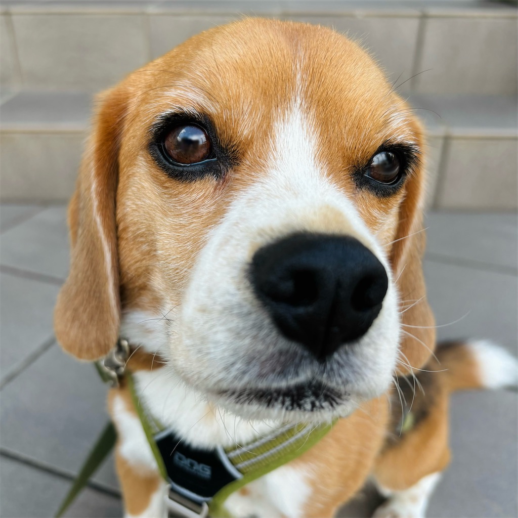 カラー⑨ - ビーグル犬エイトのお散歩日記