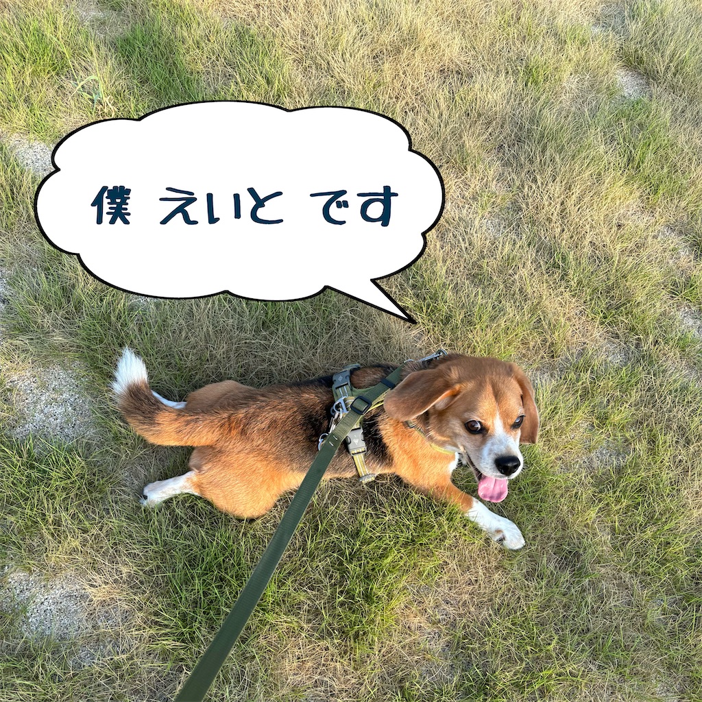 f:id:hachinohige:20240804163524j:image