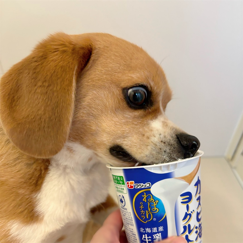 f:id:hachinohige:20240804163948j:image