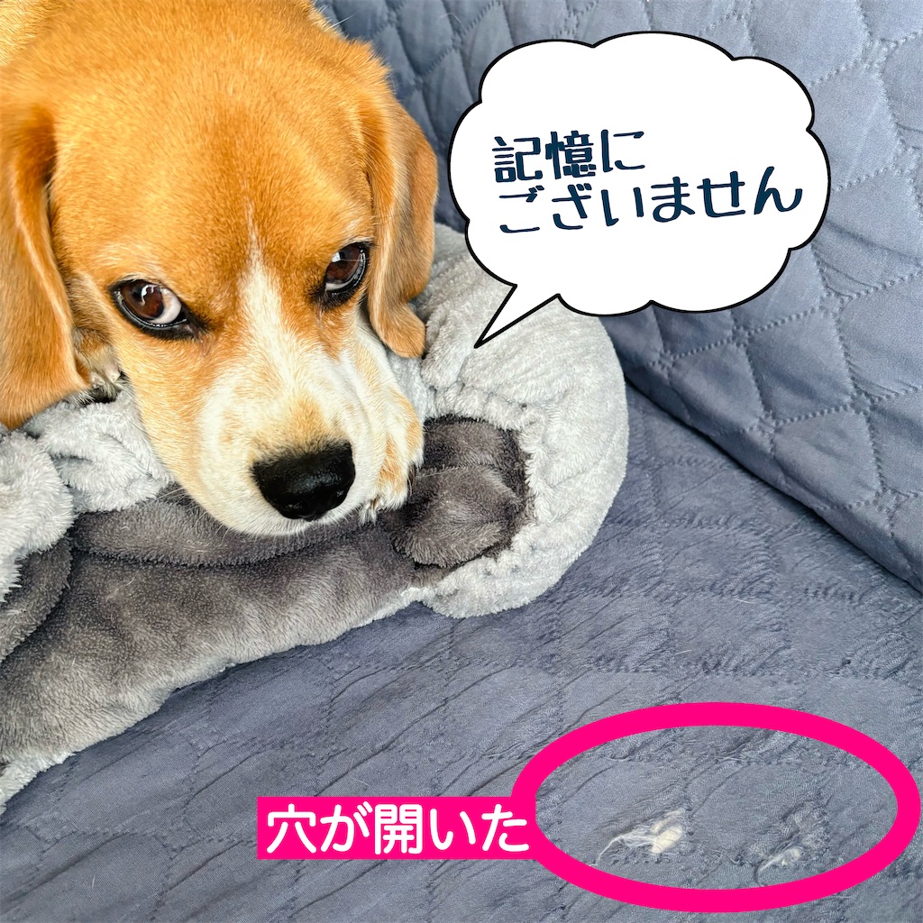 f:id:hachinohige:20240814160326j:image