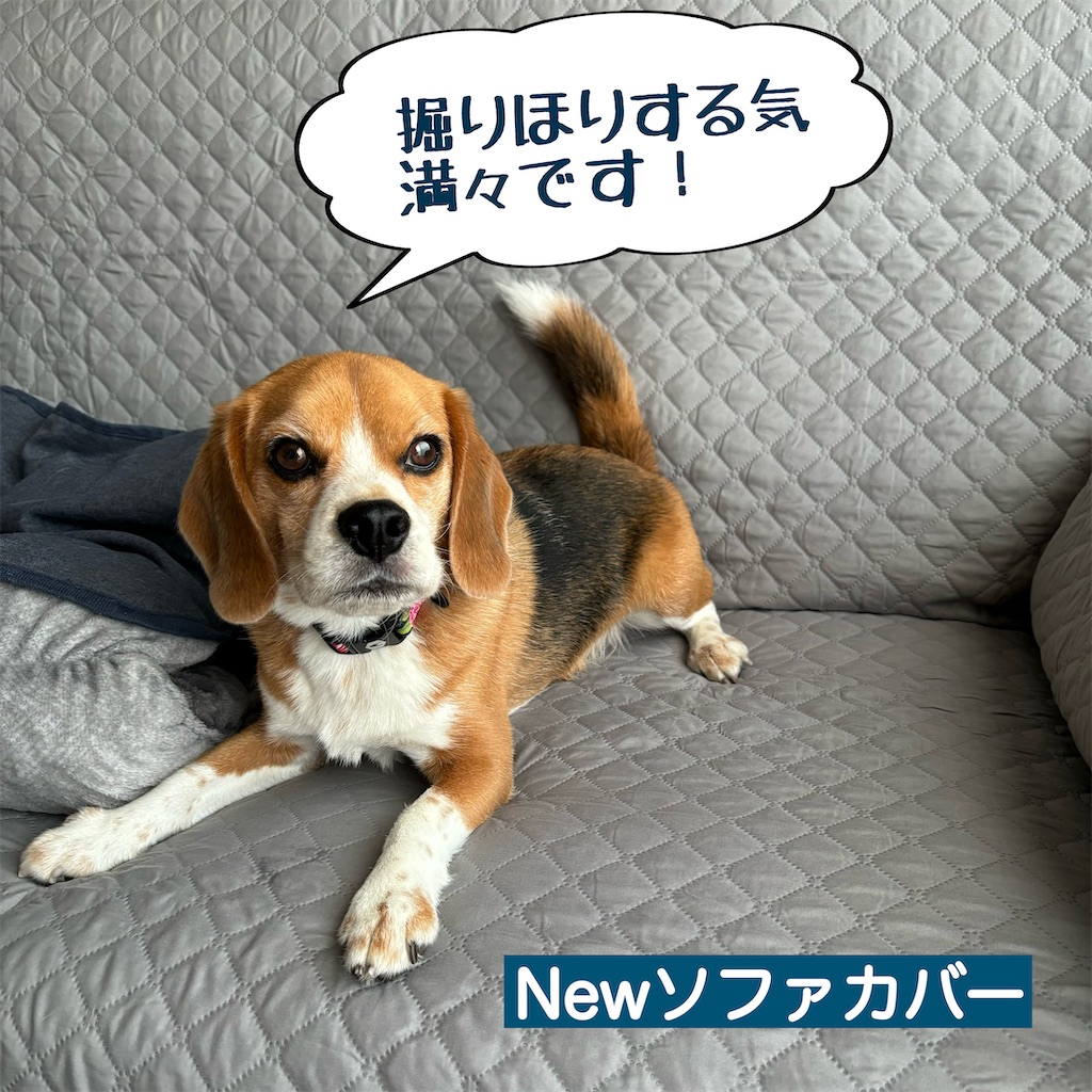 f:id:hachinohige:20240814171003j:image