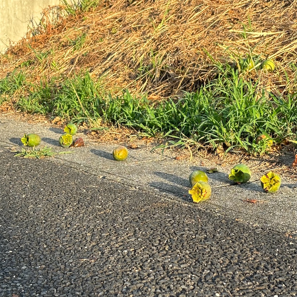 f:id:hachinohige:20240824211105j:image
