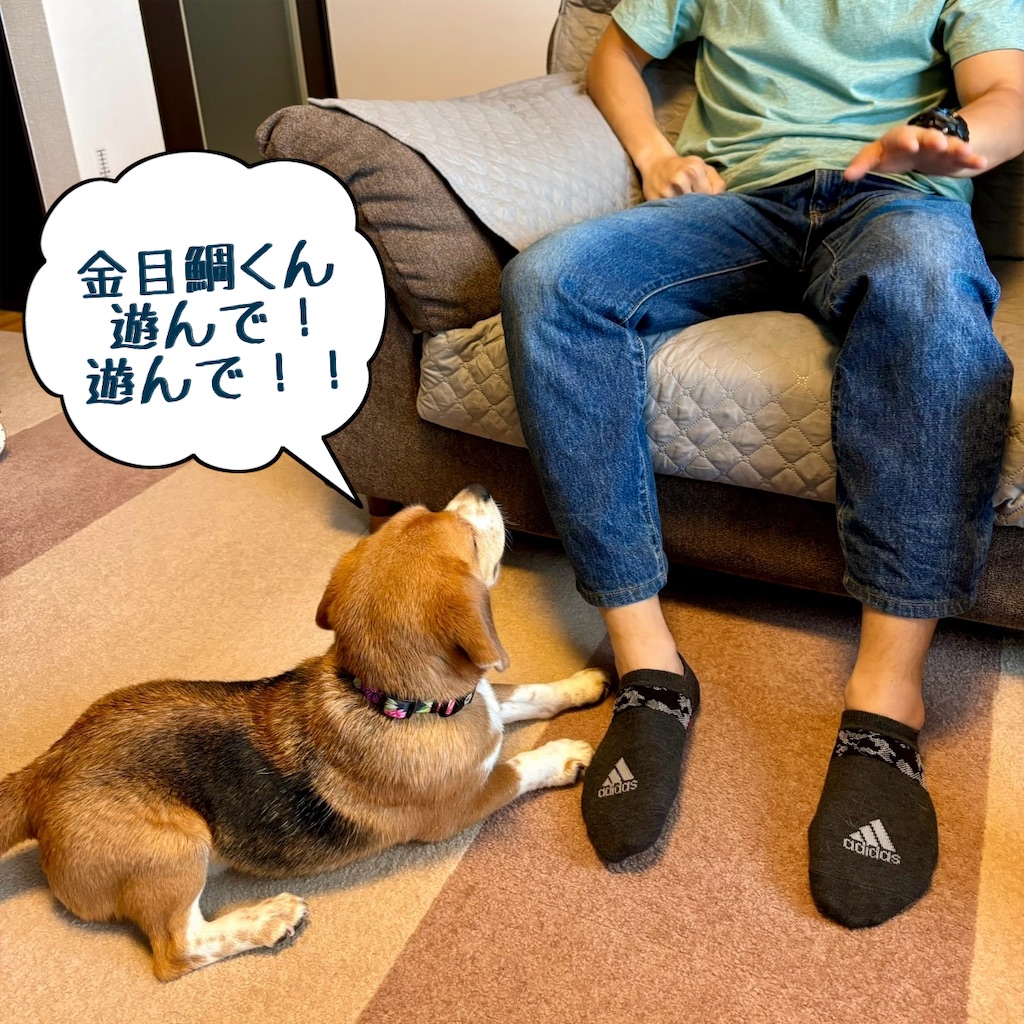 f:id:hachinohige:20240901212158j:image