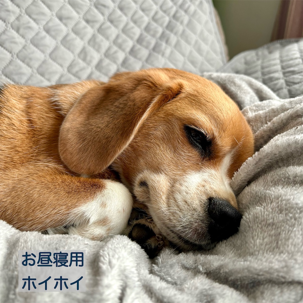 f:id:hachinohige:20240920213927j:image