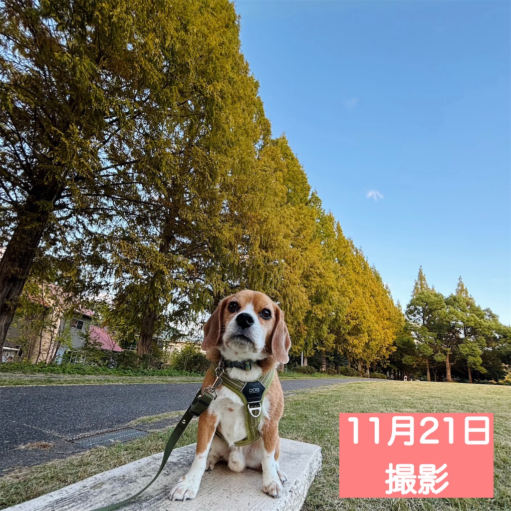 f:id:hachinohige:20241202213336j:image