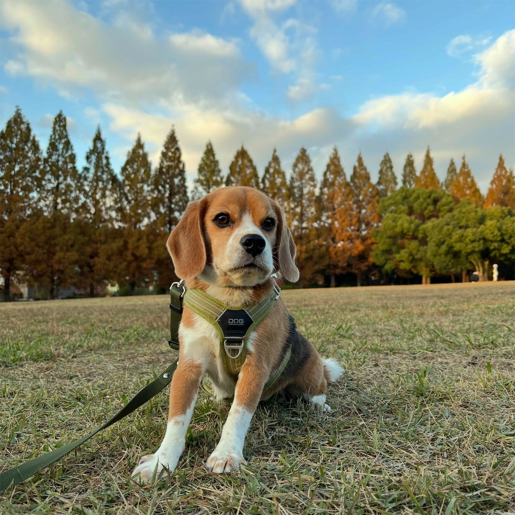 f:id:hachinohige:20241202213437j:image