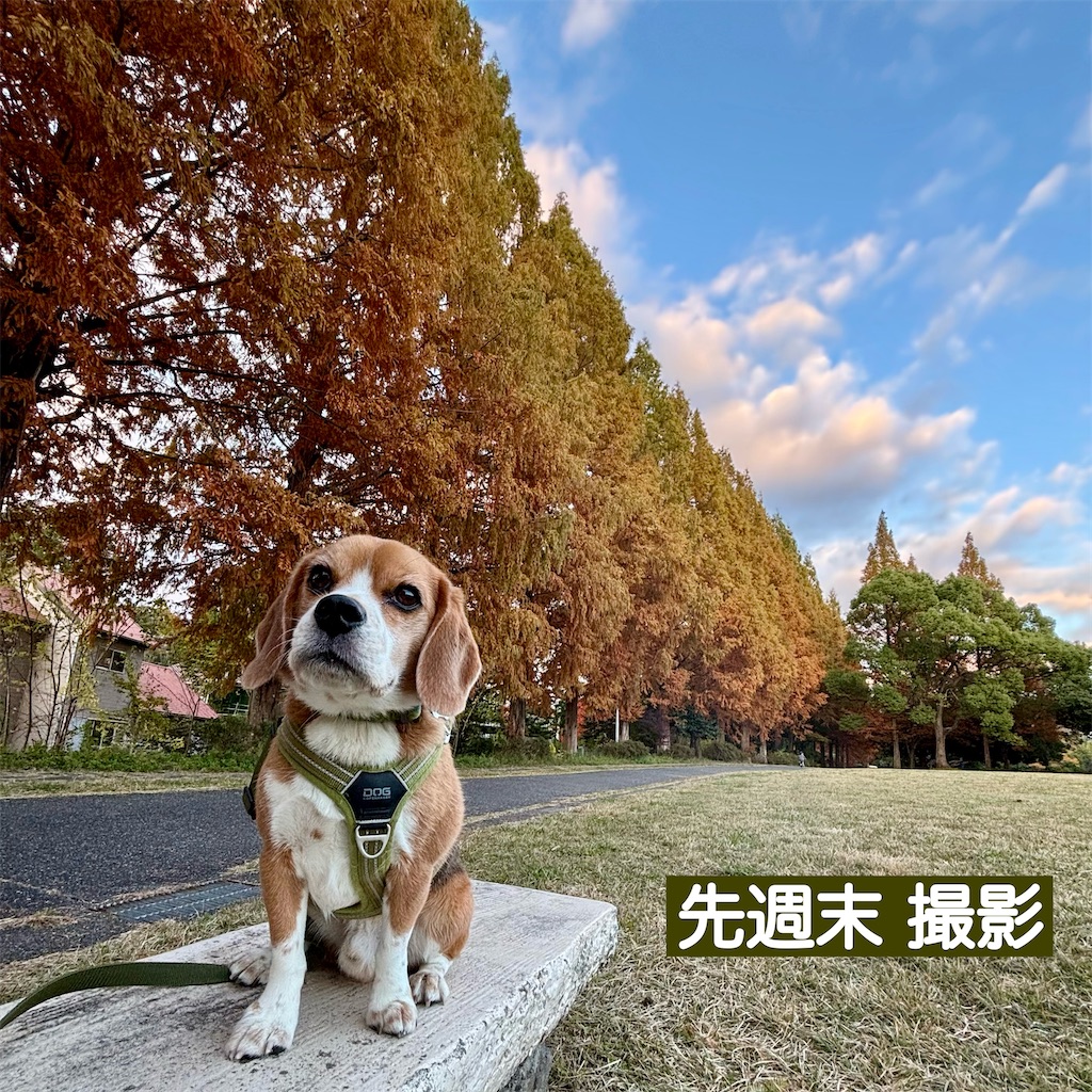 f:id:hachinohige:20241202213613j:image