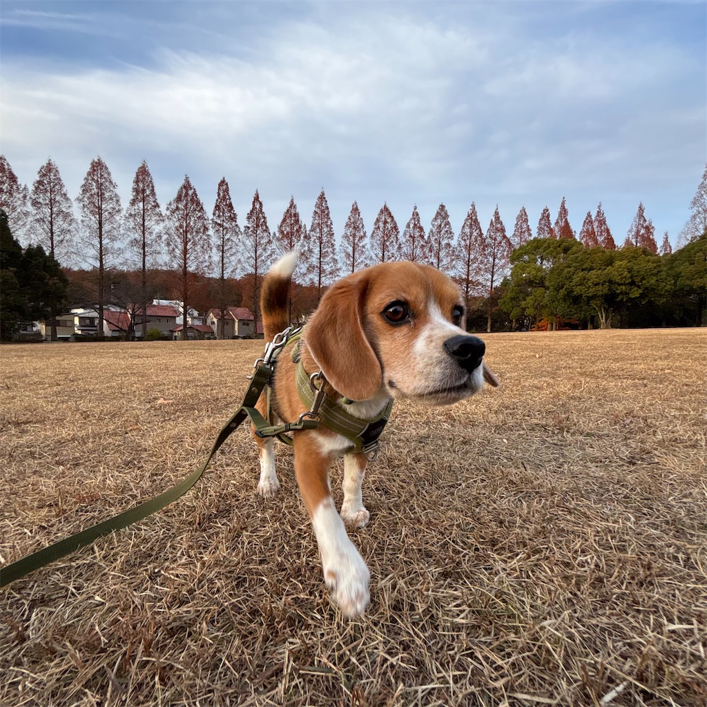 f:id:hachinohige:20241226221131j:image