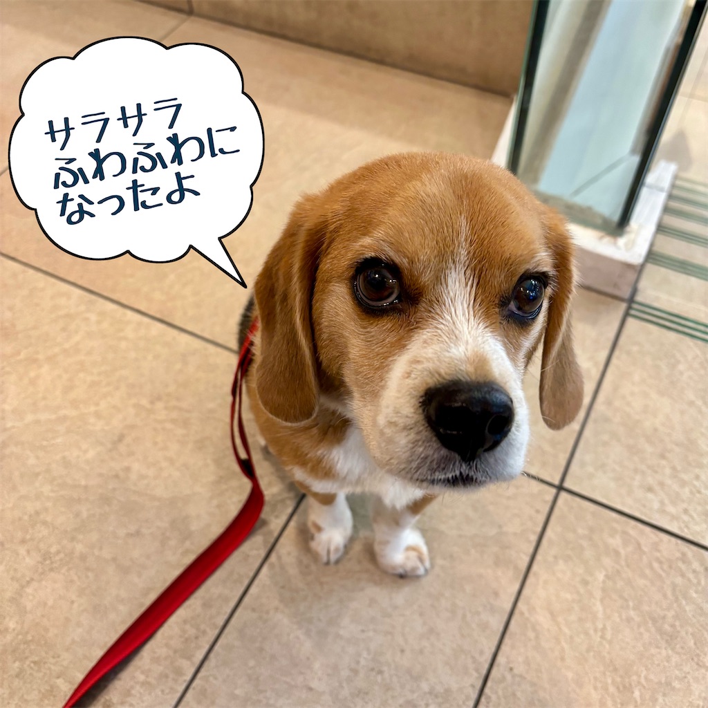 f:id:hachinohige:20241227210508j:image