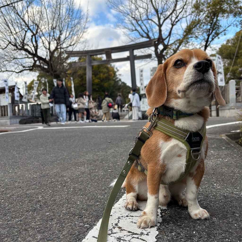 f:id:hachinohige:20250101214515j:image