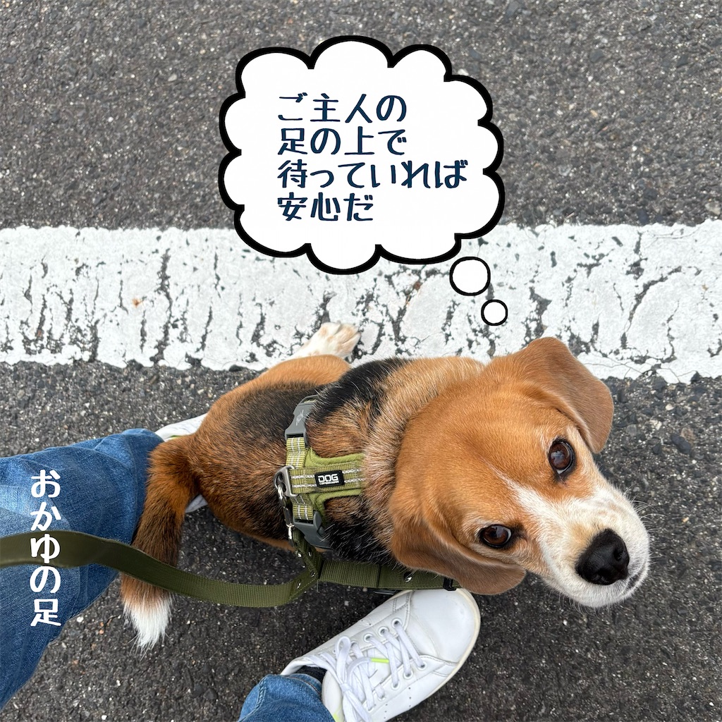 f:id:hachinohige:20250101214650j:image