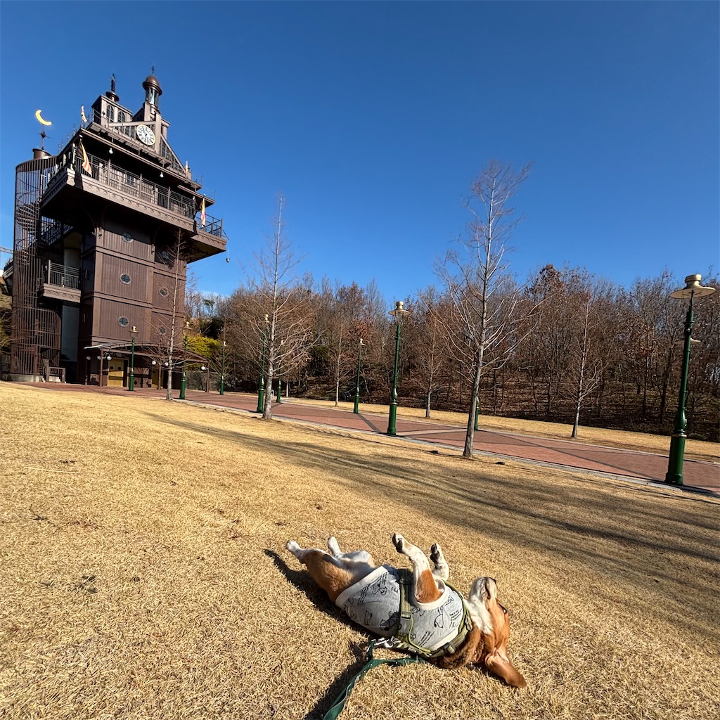 f:id:hachinohige:20250103202722j:image