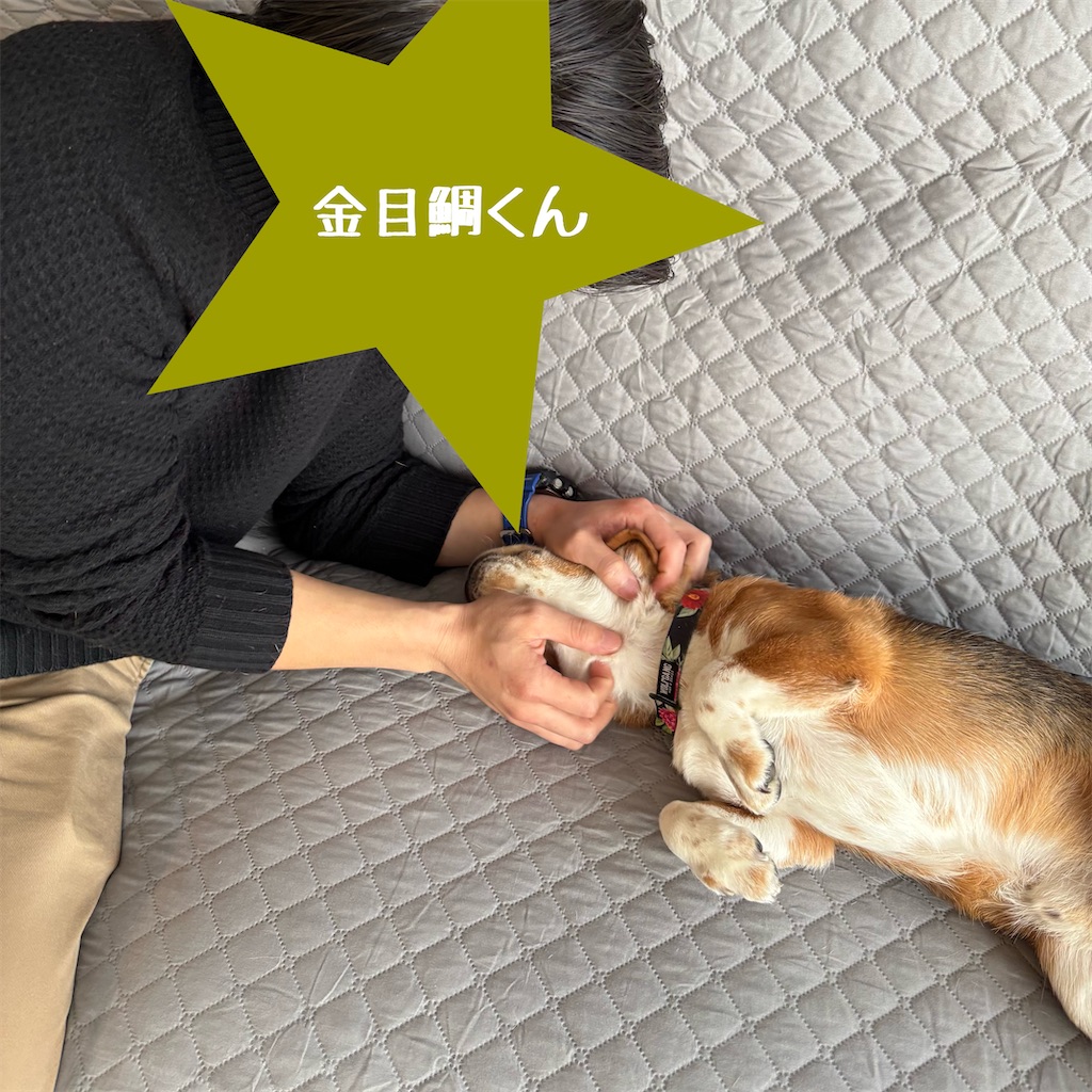 f:id:hachinohige:20250105215937j:image