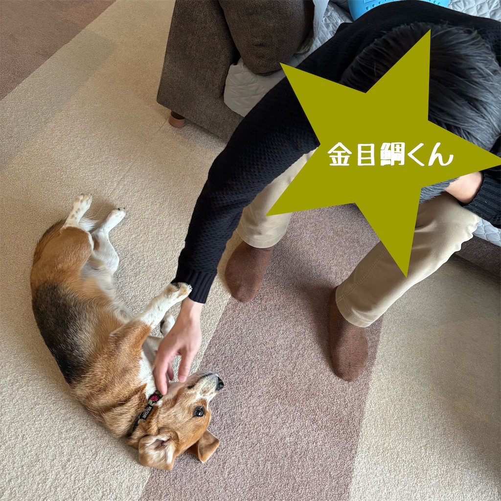 f:id:hachinohige:20250105215947j:image