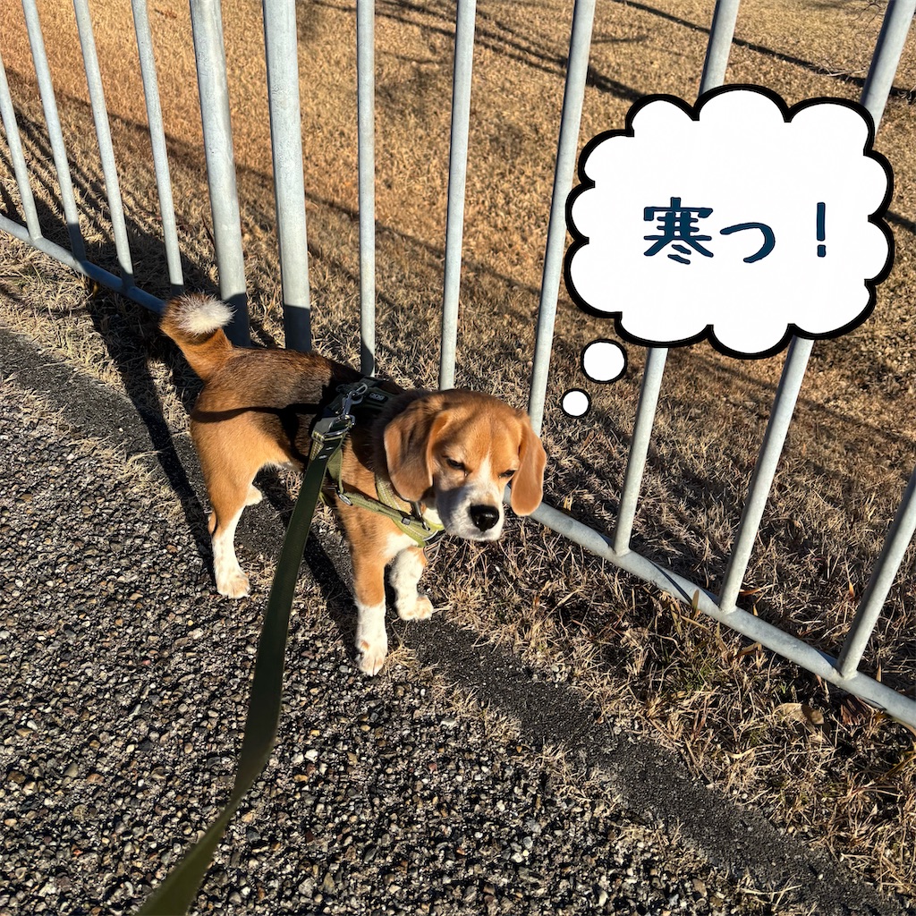 f:id:hachinohige:20250213213215j:image