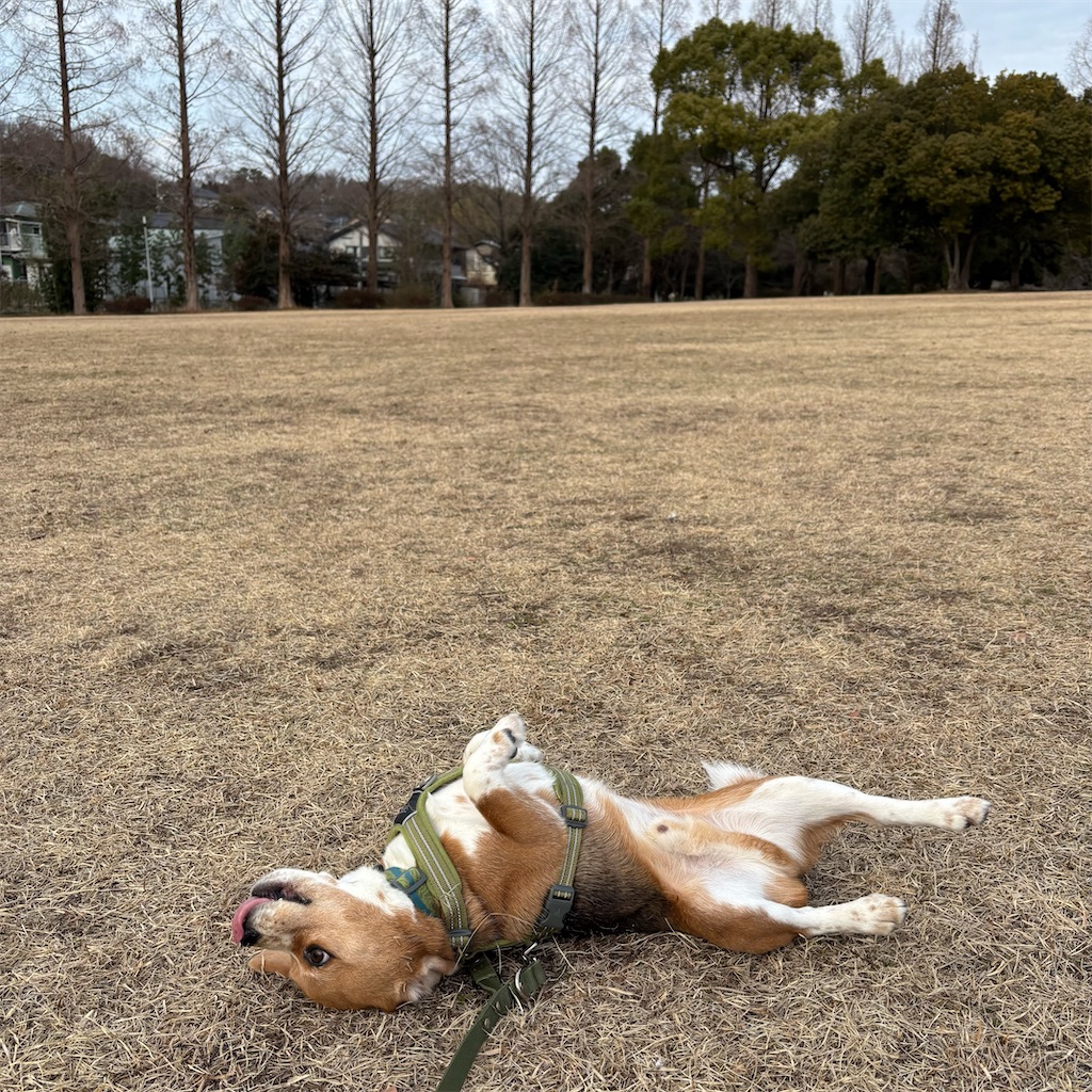 f:id:hachinohige:20250217212643j:image