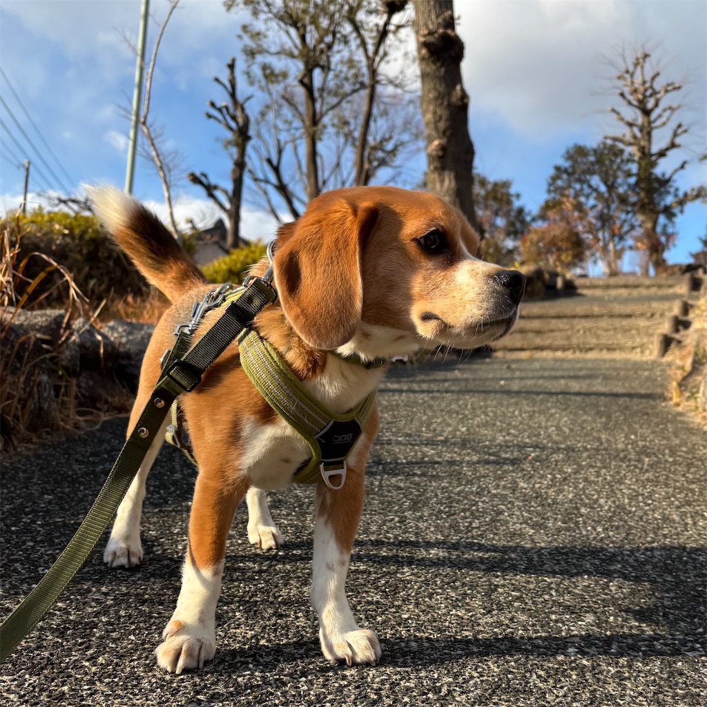 f:id:hachinohige:20250222202739j:image