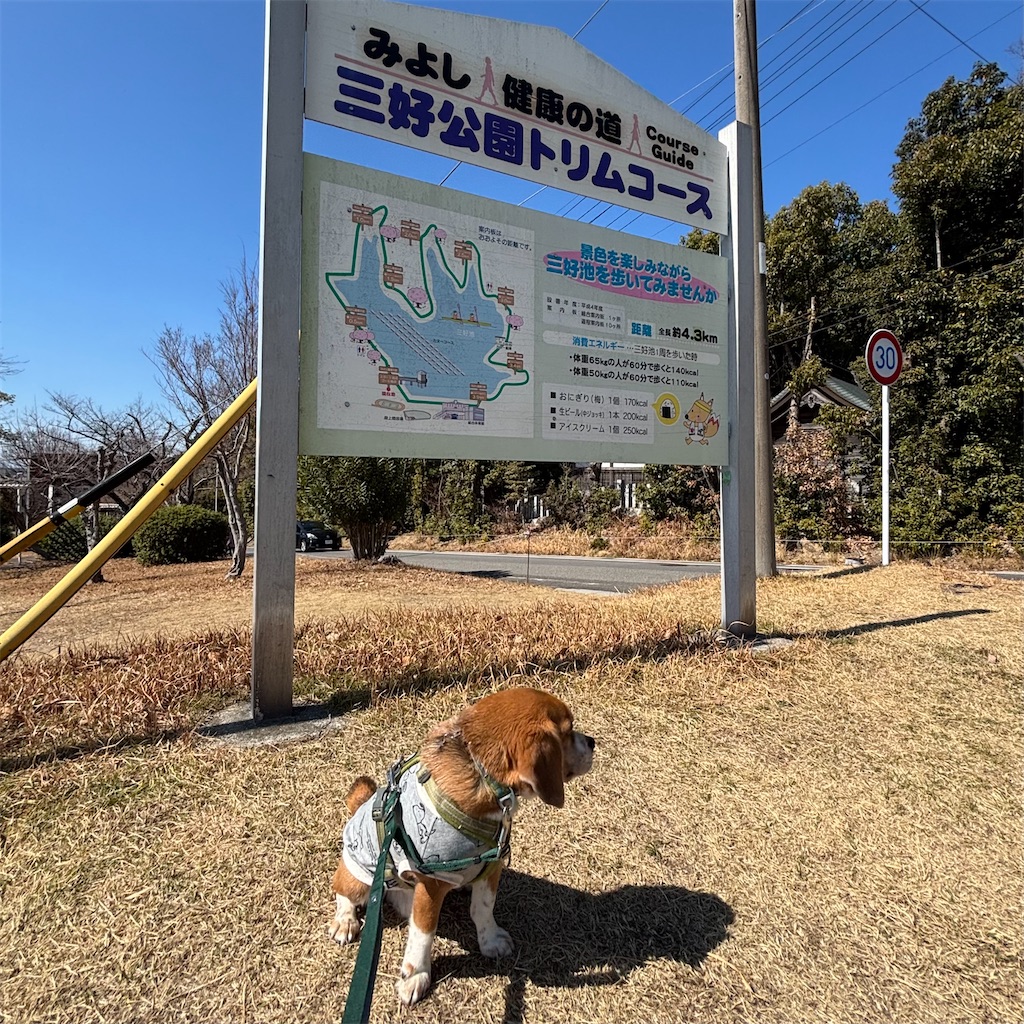 f:id:hachinohige:20250312001910j:image